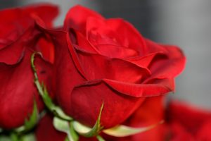 red rose