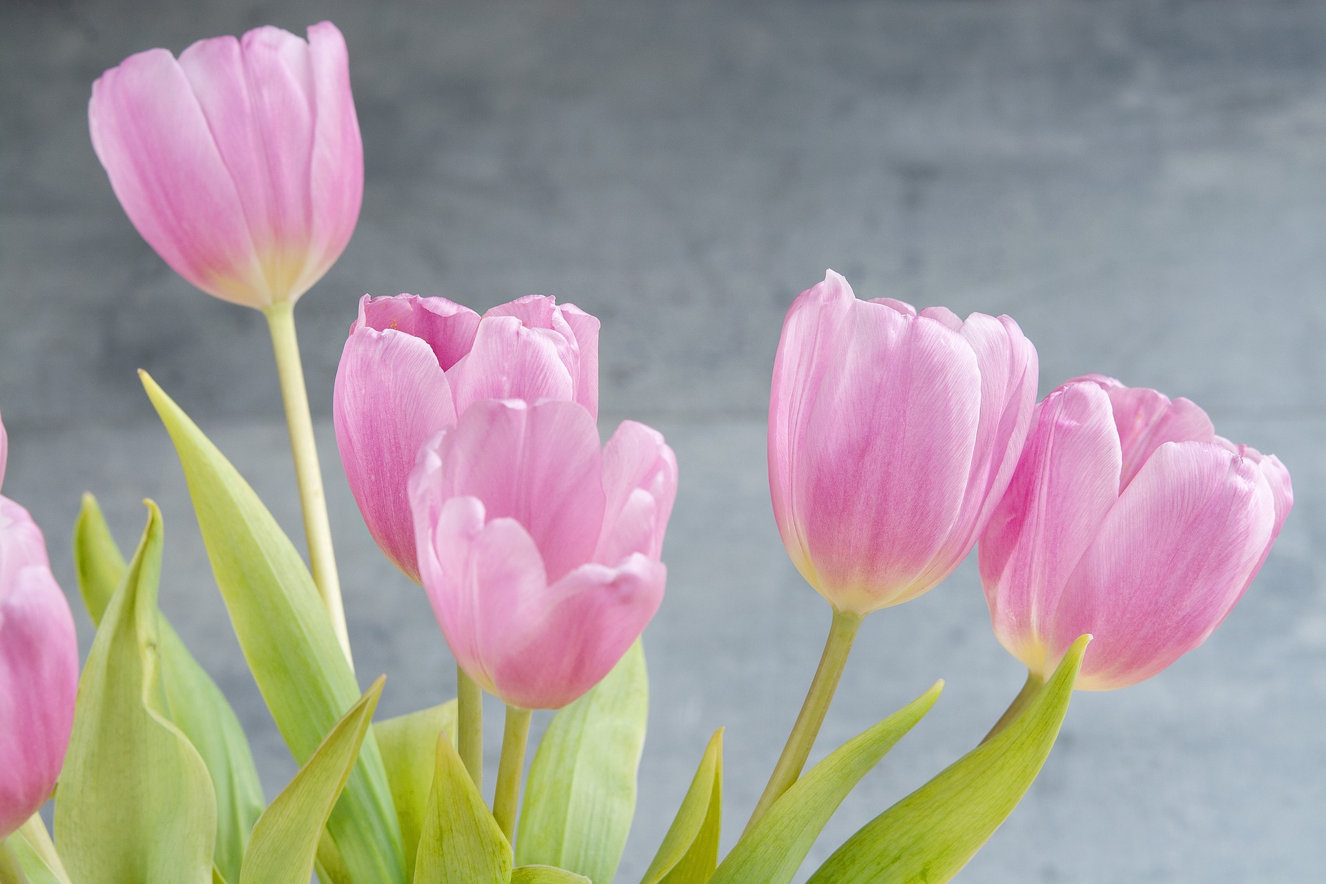 caring for flowers pink
